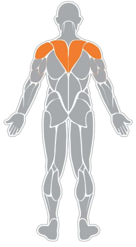 Picture of the author